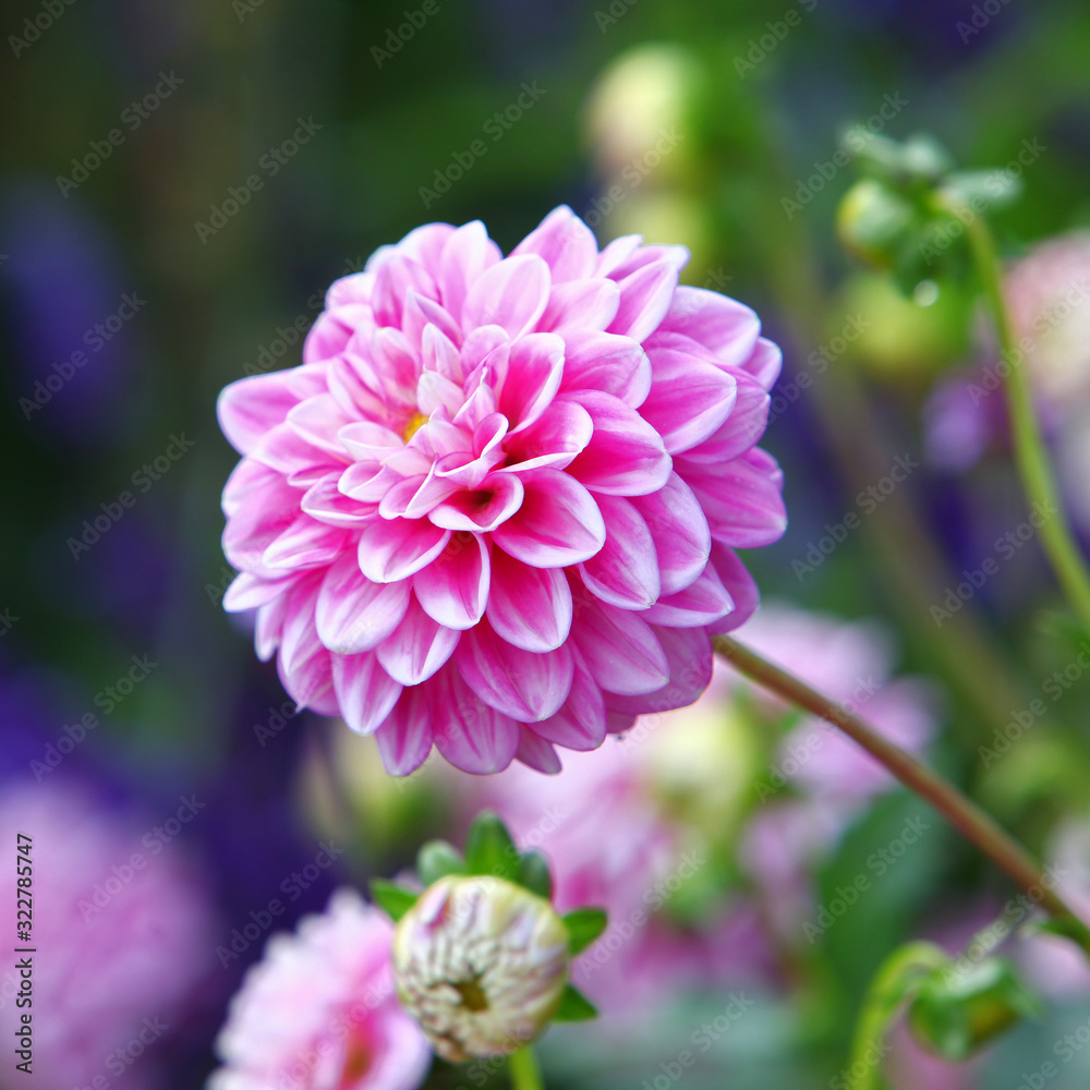 Obraz premium Weiß - Pink farbige Dahlie - Dahlia Blüte als Zierpflanze im Staudenbeet.