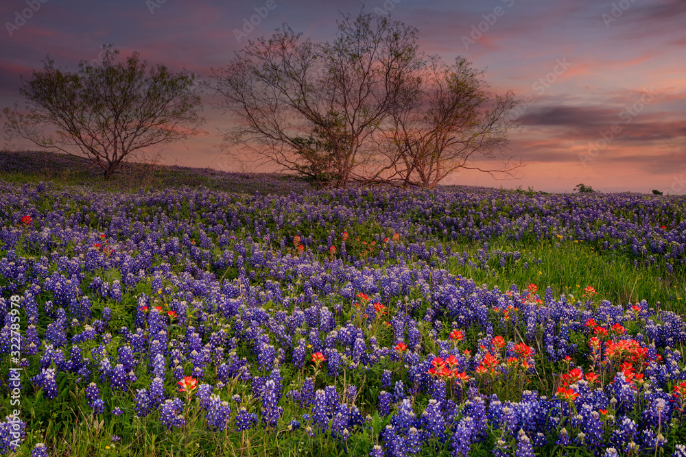 Bluebonnet filled Meadow near Ennis, Texas