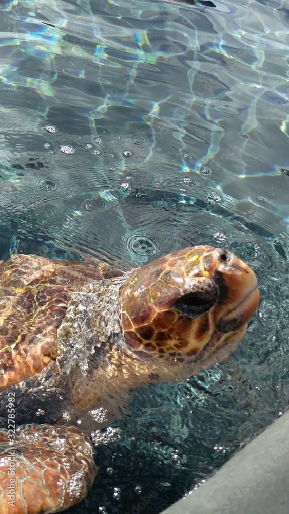 Fototapeta premium turtle in water