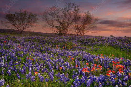 Bluebonnet filled Meadow near Ennis  Texas