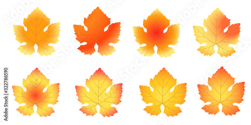 Set of autumn grape leaves on a white background. Bright color in yellow-red tones.