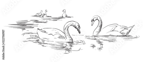 Vector hand drawing swans