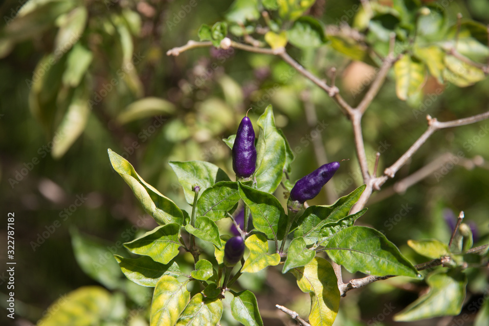 Great close-up view of organically grown purple chili peppers (Capsicum frutescens) hanging on a plant in Malaysia. The plants' berries typically grow erect; ellipsoid-conical to lanceoloid shaped. Great close-up view of organically grown purple chili peppers (Capsicum frutescens) hanging on a plant in Malaysia. The plants' berries typically grow erect; ellipsoid-conical to lanceoloid shaped.