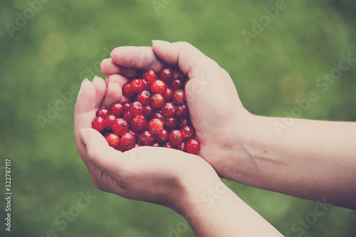 Female holding freshly picked berries on her hands. Fresh berries concept image, Copy space. Image has a vintage effect applied. © Jne Valokuvaus