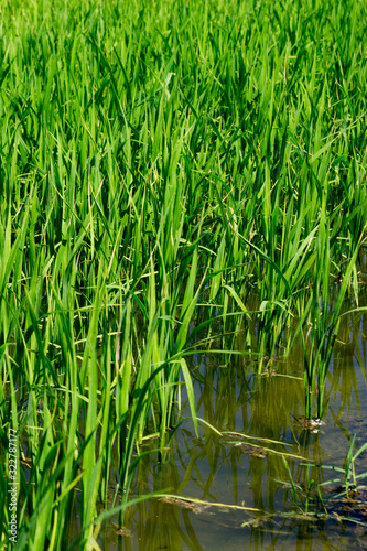 green rice grows in fields in Asia