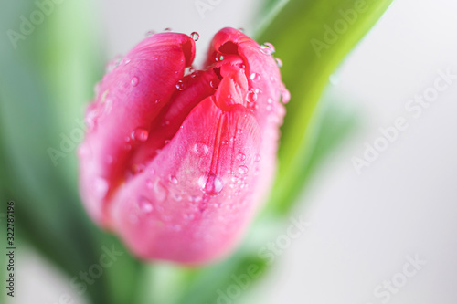 Red tulip in drops of water close-up. Macro photo. The concept of a holiday, celebration, women's day, spring. Background natural vibrant image, suitable for banner, postcard.