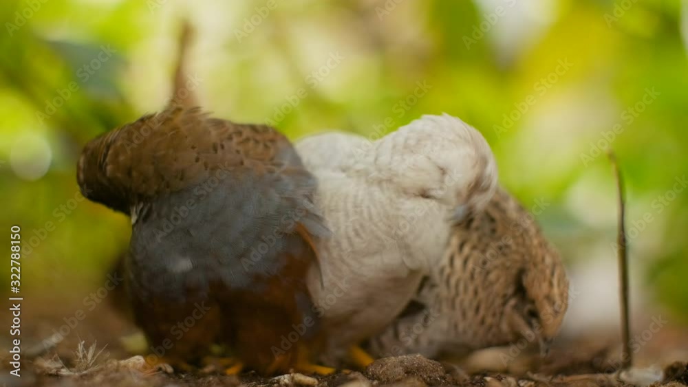A group of three small round Chinese king quails birds are all cuddled up together whilst scratching their feathers and looking around in a green lush Asian garden park. A group of three small round Chinese king quails birds are all cuddled up together whilst scratching their feathers and looking around in a green lush Asian garden park.