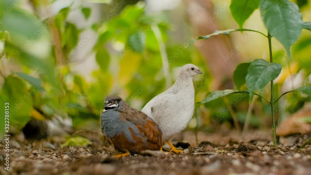 A couple of two Chinese king quails birds cuddle up on the bare ground in a green garden park. One white bird guard whilst the other brown one scratches its feathers. A couple of two Chinese king quails birds cuddle up on the bare ground in a green garden park. One white bird guard whilst the other brown one scratches its feathers.