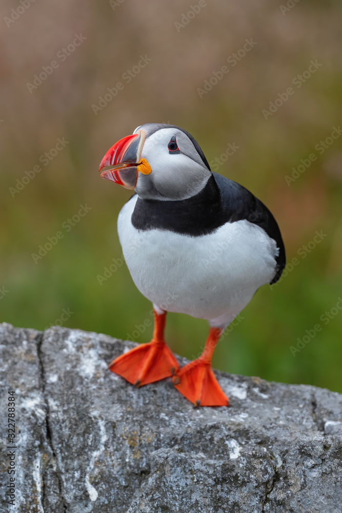 Atlantic Puffin - Fratercula arctica, beautiful colorful sea bird fishing in Atlantic ocean, Runde island, Norway Atlantic Puffin - Fratercula arctica, beautiful colorful sea bird fishing in Atlantic ocean, Runde island, Norway