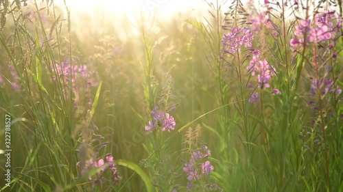 beautiful view of wild grass and flowers in the sunset