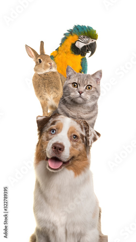 Portrait of a dog, cat, rabbit and a parrot stacked vertically isolated on a white background