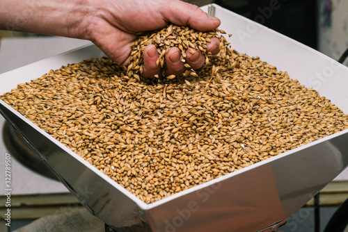 Canvas Print Male hand holds a handful of malt