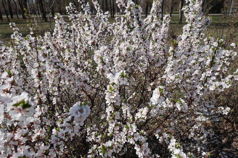 Bush of blossoming prunus tomentosa in April Bush of blossoming prunus tomentosa in April