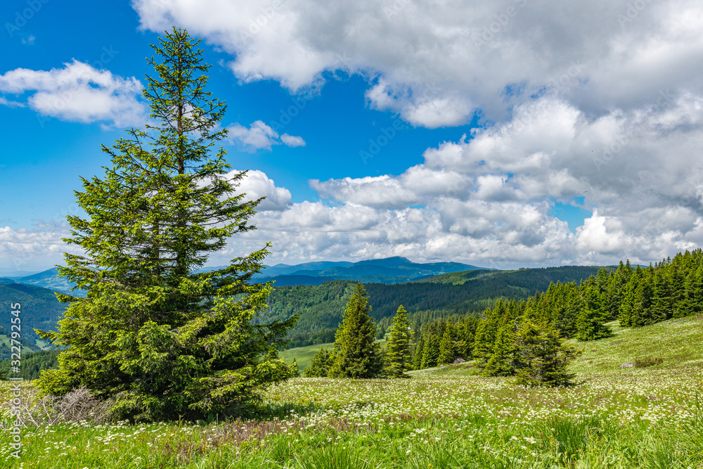 Schwarzwald ist ein sehr schönes Wander- und Erholungsgebiet Schwarzwald ist ein sehr schönes Wander- und Erholungsgebiet