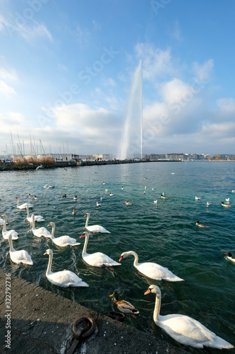 Geneva   Switzerland - december 20 2019   swan waiting for food on Lake Geneva in front of the water jet