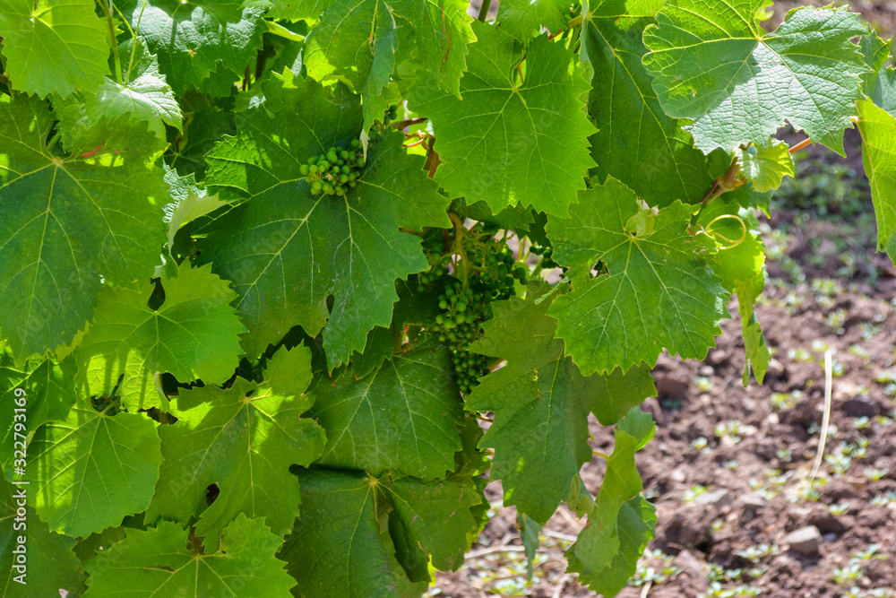 grape Bush with unripe green clusters grape Bush with unripe green clusters