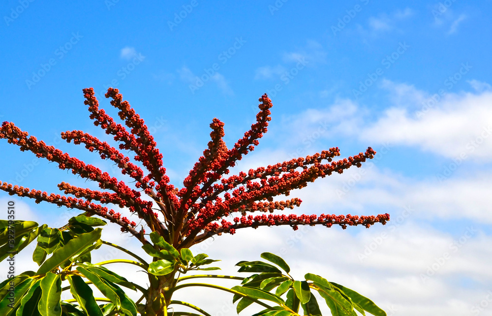 Schefflera Actinophylla also called as Umbrella tree or Amate on a blue ...