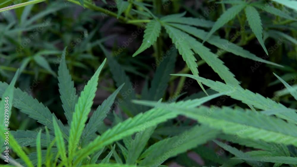 Cannabis in the breeze - Dolly in Cannabis in the breeze - Dolly in