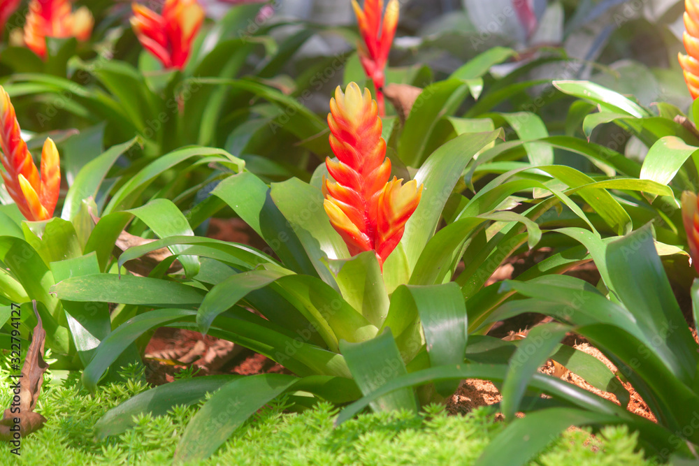 Close-up red pineapple tree with green leaves. Close-up red pineapple tree with green leaves.