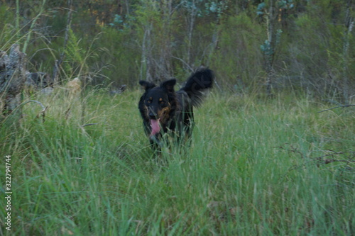 Perros corriendo en el campo