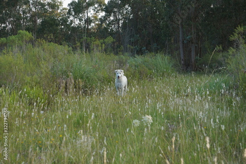 Perros corriendo en el campo