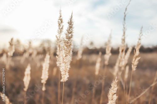 wheat field macro background autumn