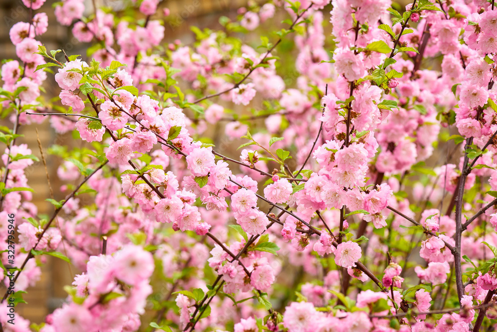 Spring flowering bush pink flowers. Blooming spring bush.