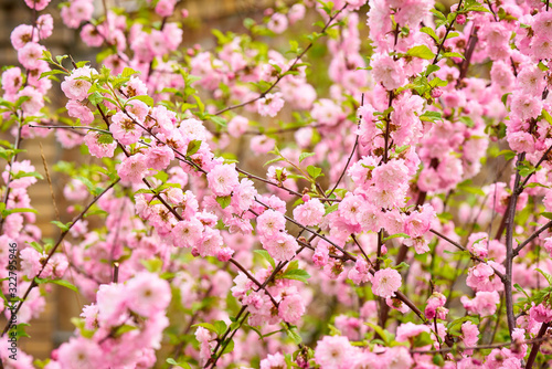 Spring flowering bush pink flowers. Blooming spring bush.
