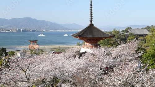 宮島の景色と満開の桜