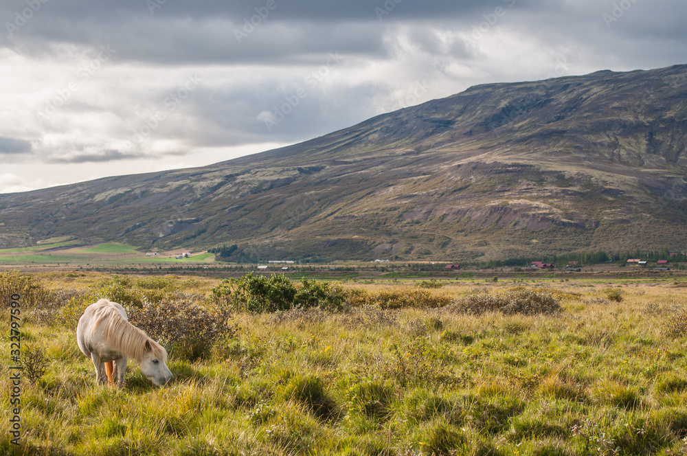 Obraz premium Alone horse in Iceland