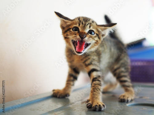 Cuteness of kittens close up, cat beautiful © Kenstocker