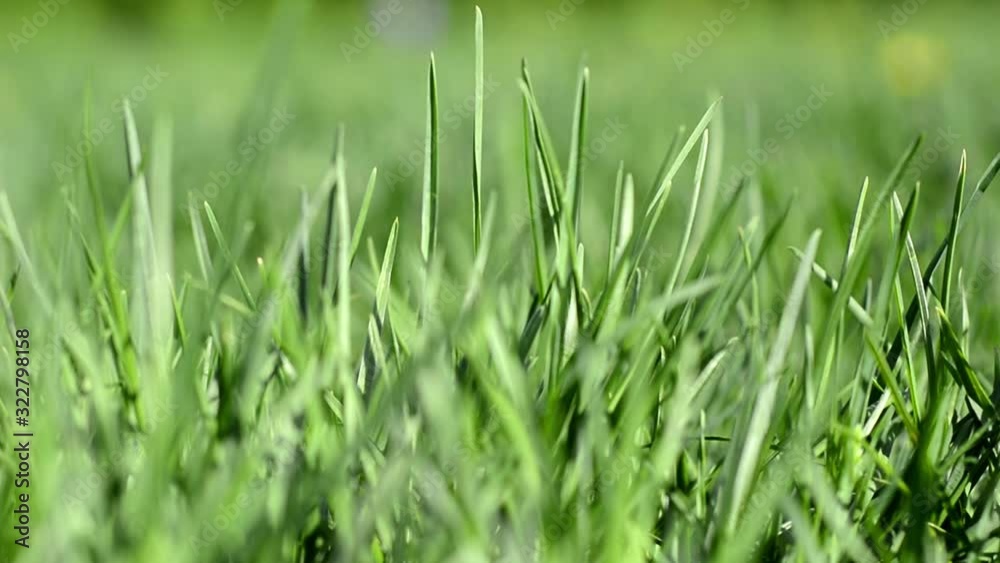 Green juicy grass on a sunny spring, summer day. Beautiful nature scene with sun flare. Green juicy grass on a sunny spring, summer day. Beautiful nature scene with sun flare.