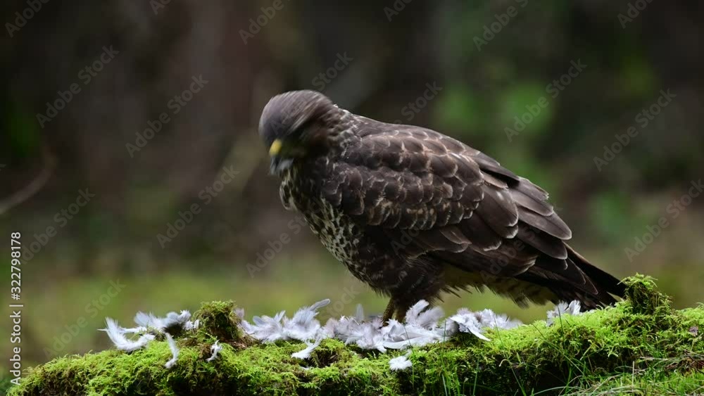 Common buzzard sitting on the forest meadow and pluck a woodpigeon, winter, (buteo buteo), germany