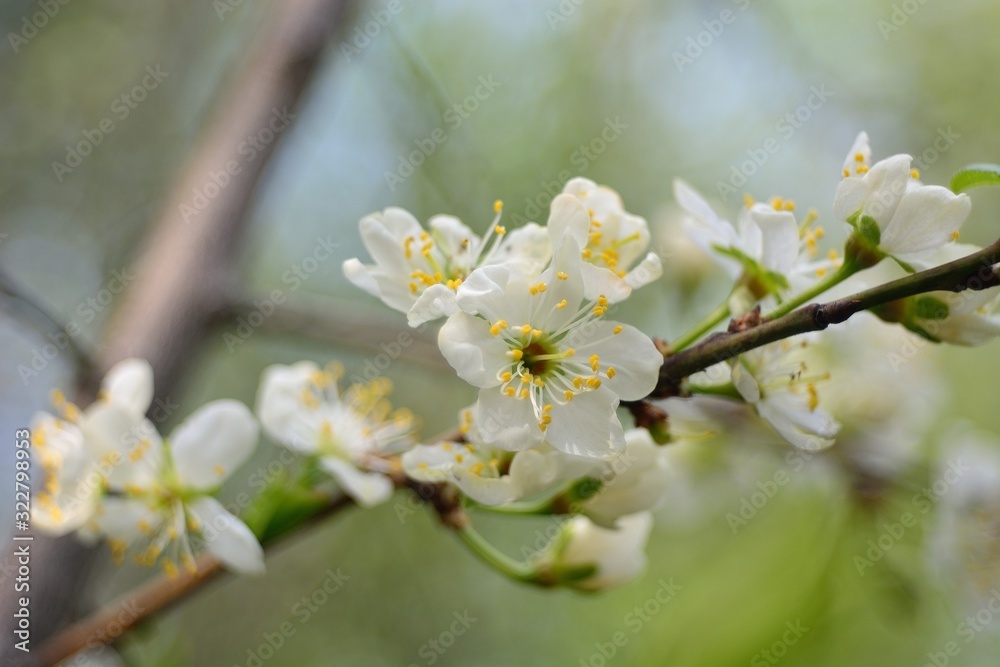 Fototapeta premium The spring blooming of fruit trees, cherry.