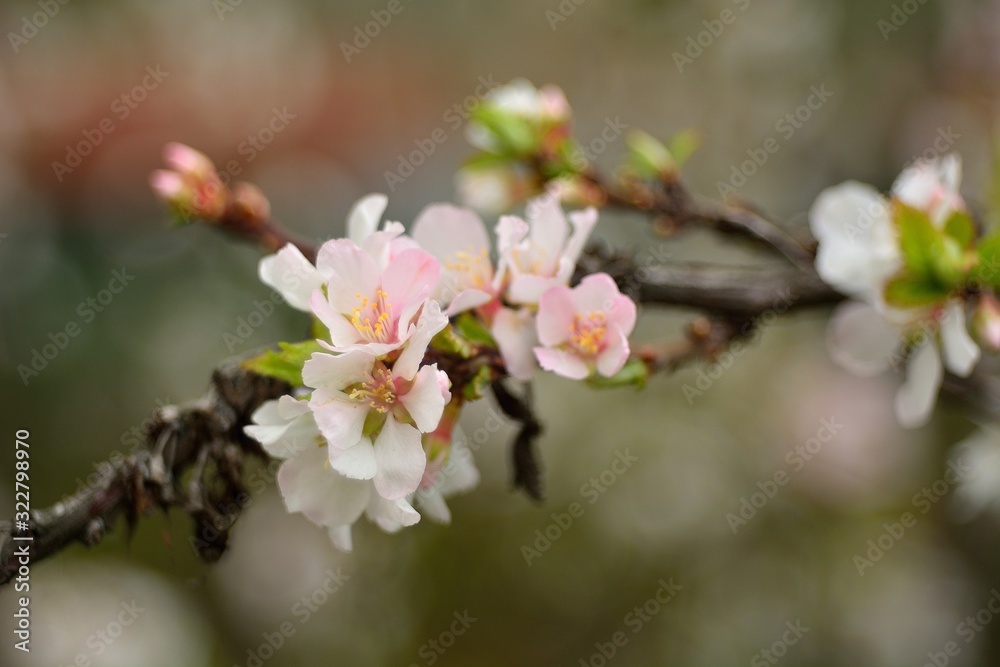 The spring blooming of fruit trees, cherry.