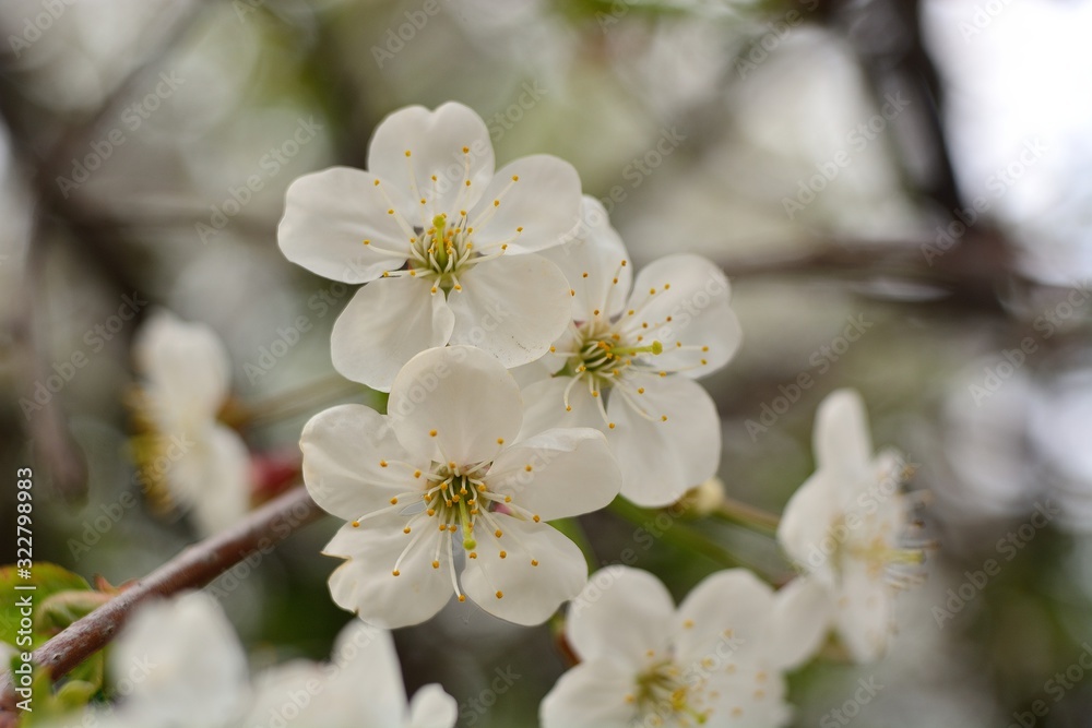 The spring blooming of fruit trees, cherry. The spring blooming of fruit trees, cherry.