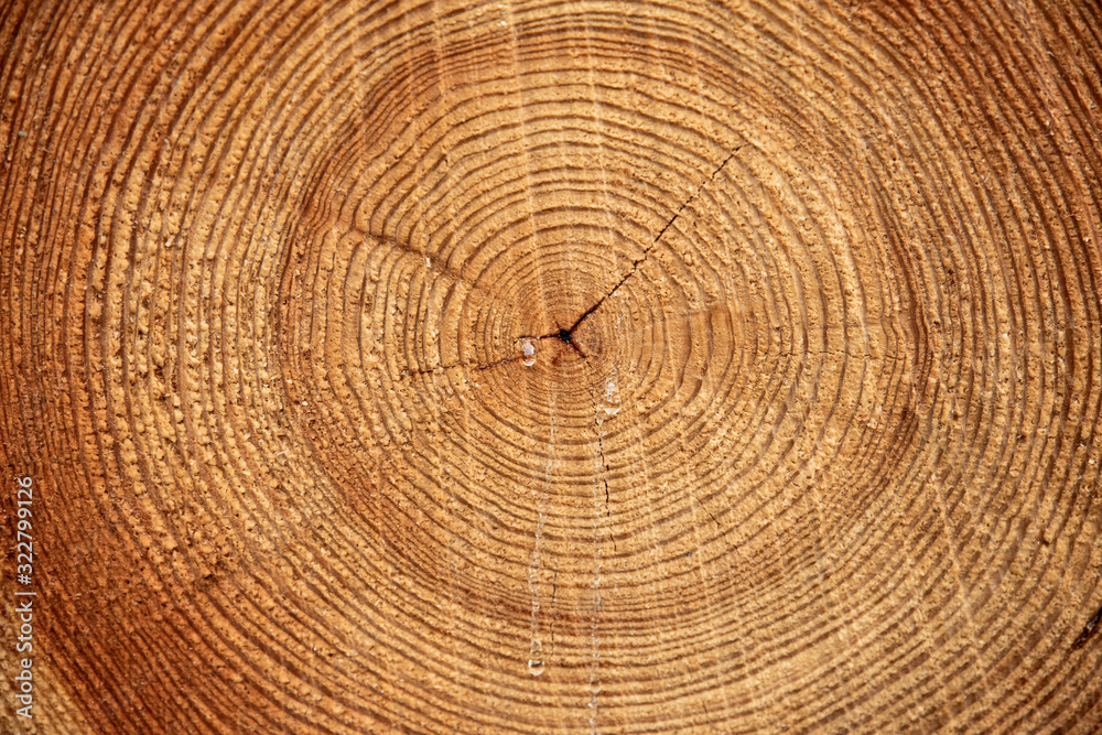 A sawn-off tree. The texture of the wood. Close-up of a cross section of lumber. Background texture - obrazy, fototapety, plakaty 