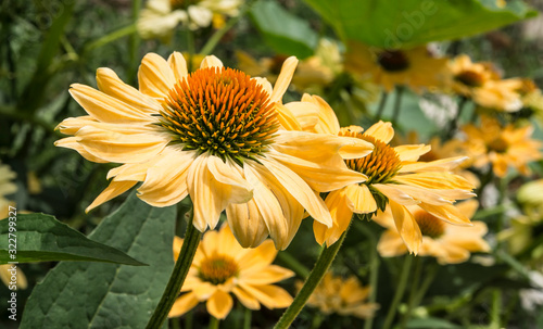 yellow echinacea in the garden