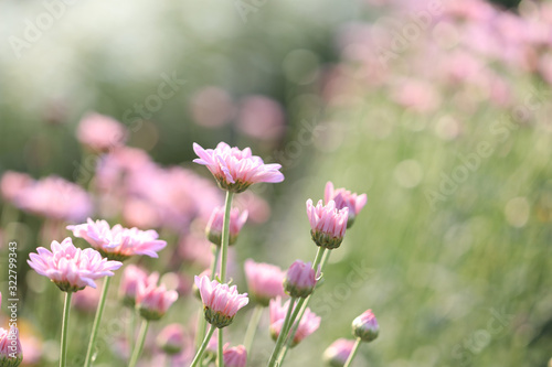 Pink Chrysanthemum flower morning sunlight at flower field