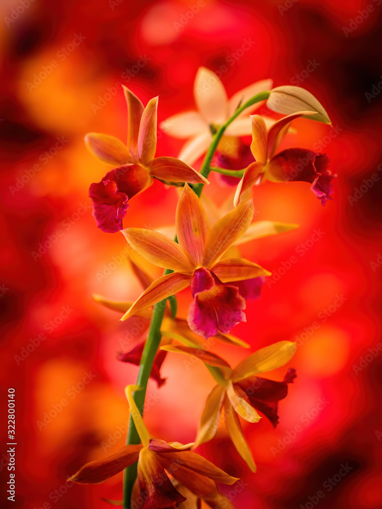 pink and orange orchid flowers pink and orange orchid flowers
