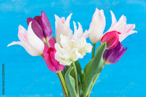 Bouquet of white and purple tulips on blue background. Close u