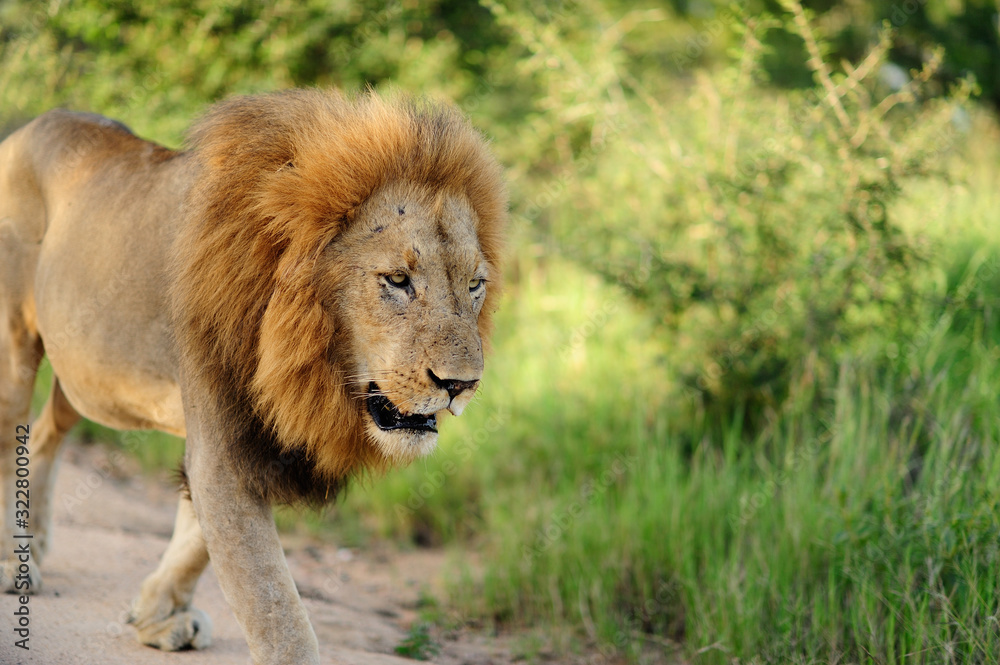 Male Lion in the wilderness of Africa