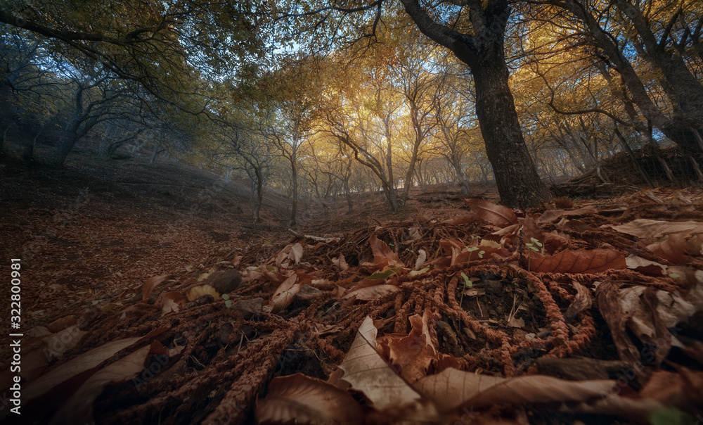 Autumn in the chestnut forest (Malaga, Spain) Autumn in the chestnut forest (Malaga, Spain)