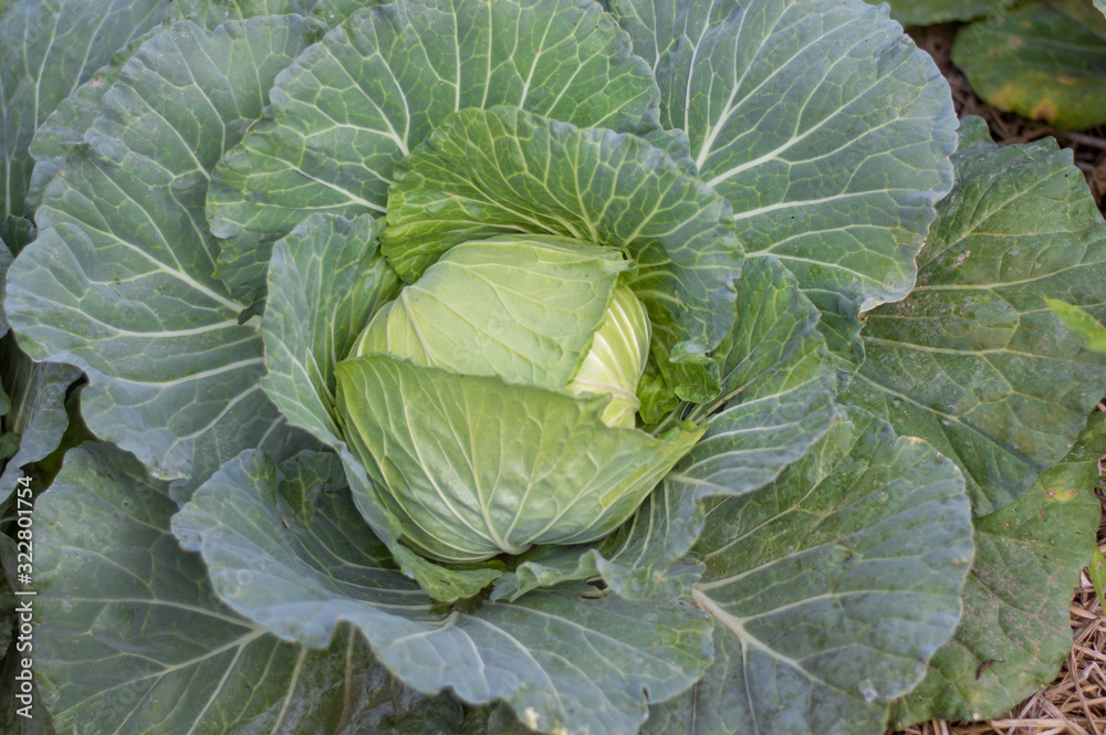 Cabbage is naturally grown organically. Cabbage is naturally grown organically.