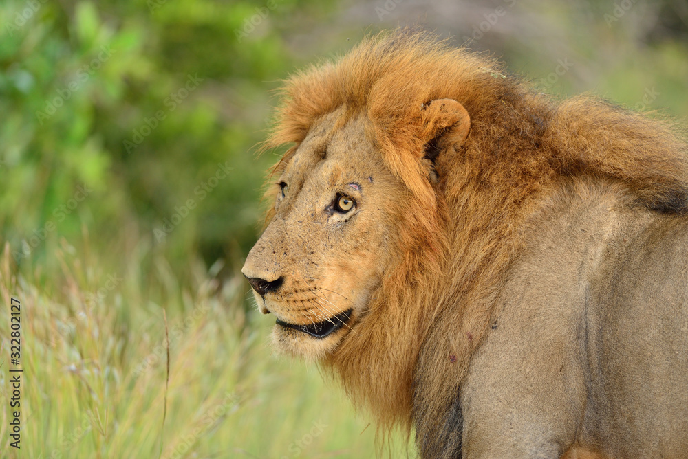 Male Lion in the wilderness of Africa