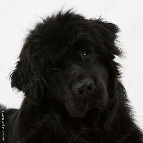 Newfoundland Dog © marofotodesign