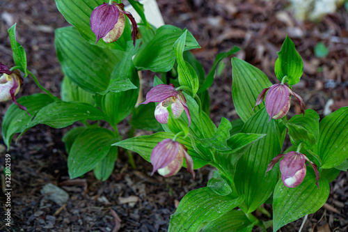 Wallpaper Mural Lady's Slipper Orchid (Cypripedium calceolus) in park Torontodigital.ca