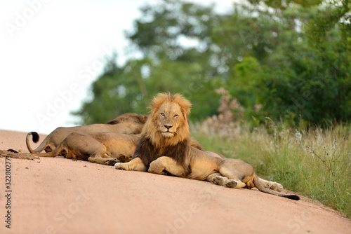 Male Lion in the wilderness of Africa