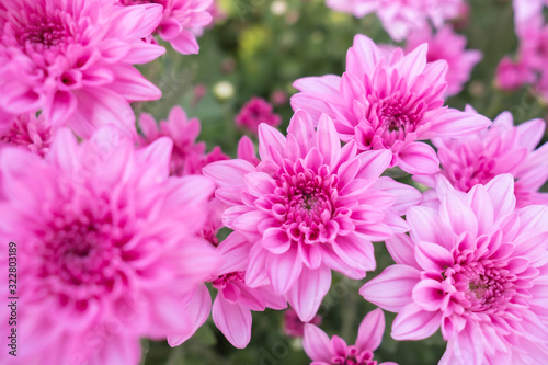 Pink flower chrysanthemum in garden.