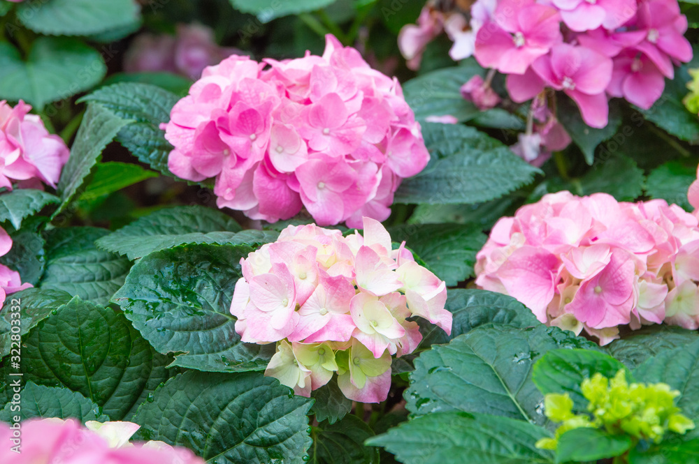 Hydrangea pink bloom beautifully in the garden. Hydrangea pink bloom beautifully in the garden.